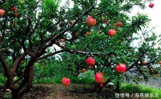 多子多福|老人说“门前种三树,家兴富三世”到底是哪“三树”