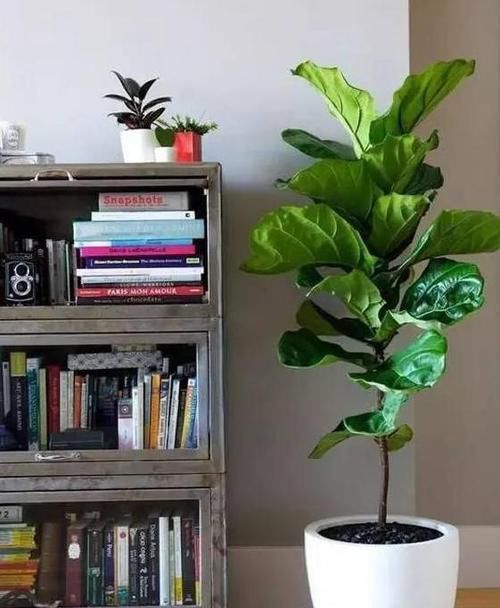 吊兰|4种植物最适合懒养,十天半个月不用浇水,照样长势旺