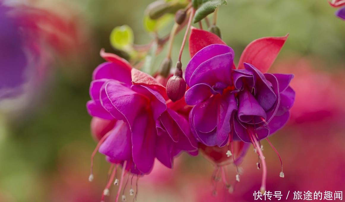 温度|几种花,高手都养不活,能养好的都是大师