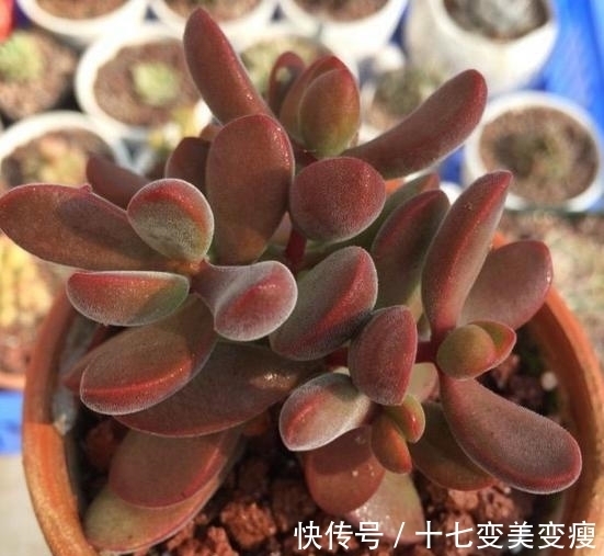 没想到诺歌诗可以这么红,要让诺歌诗多肉变红,5点不能忽略