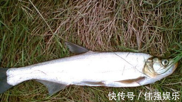 民间钓翘嘴鲌鱼的五种方法,盛夏高温鱼难钓,这种鱼反而更好钓