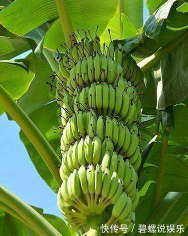婆婆在院子里盆栽香蕉,竟结出一千多个香蕉,全村人都来围观!