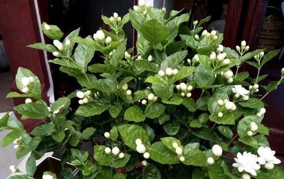 这四种酸水浇花,1个月浇一次,叶子浓绿、开花稠密