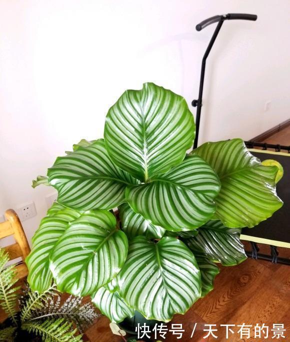 观叶绿植“竹芋”,明星绿植,很受欢迎,当年年轻人必养植物