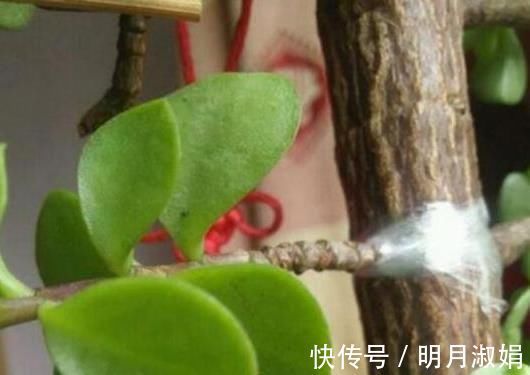 玉树|马齿苋树太廉价一根枝条，一碗汤，长成老桩，变“万元盆景”