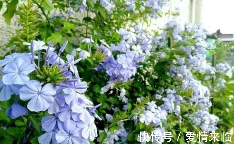 4种花漂亮又容易爆盆,越贱养越爆盆,一开就是300多天