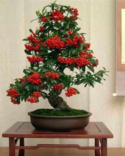 火棘|农村当柴烧的花,搬回家剪一剪就能变盆景,喜庆又好看