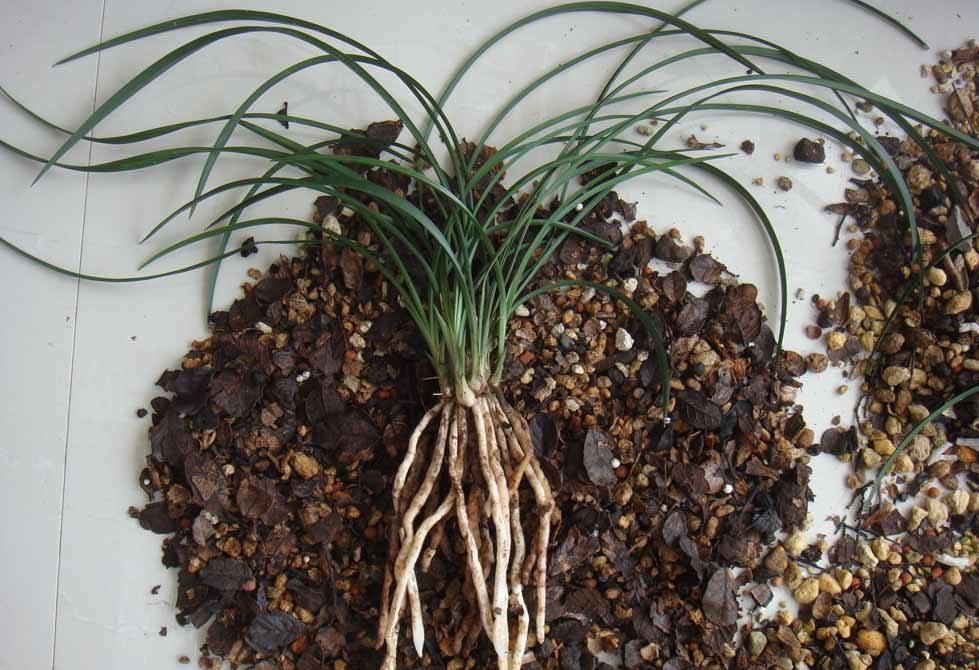 兰花|新网购来的兰花你知道如何上盆吗，上错盆立马死给你看