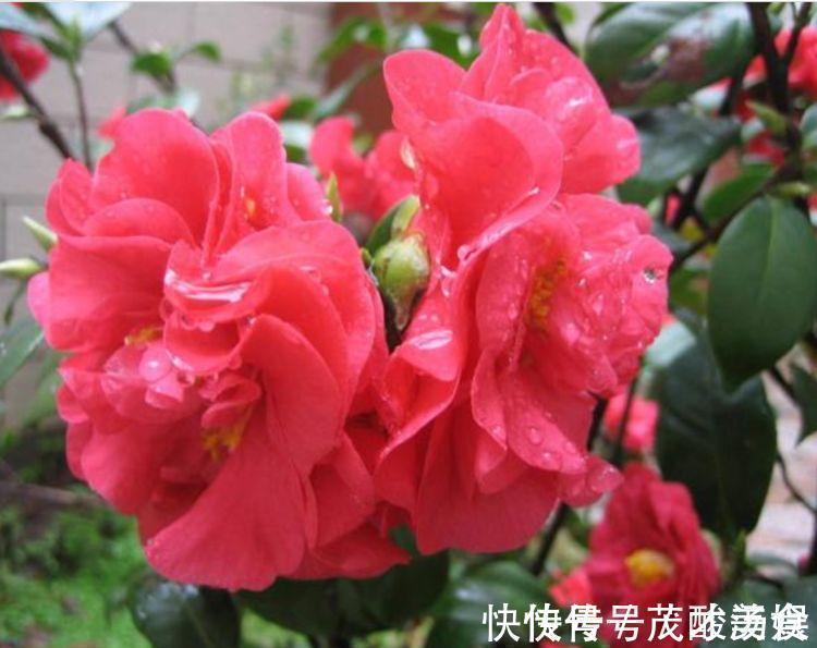 阳台|家里阳台养此款花,新手也能养爆盆,比香水都好闻,满屋子都是香