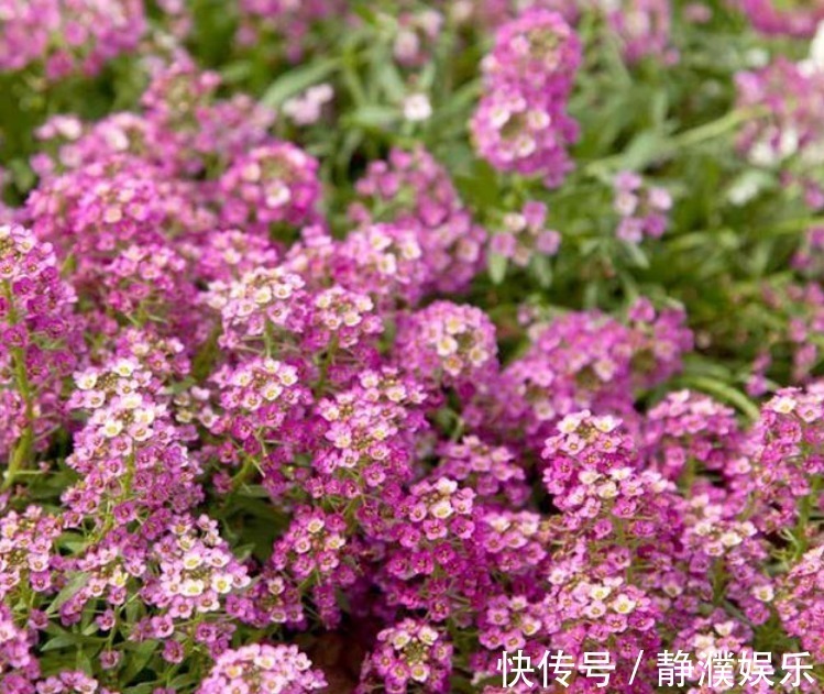 4种花是开花机器，一次开花200朵，花香易打理，养在客厅美极了