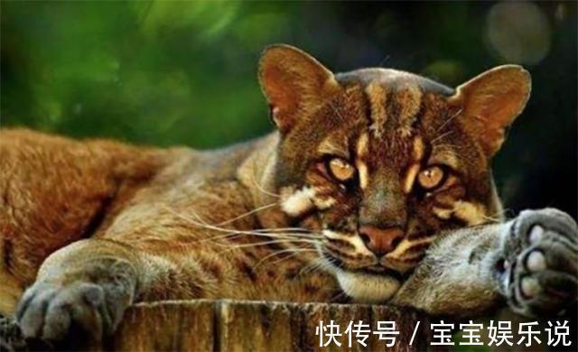 亚洲$古代猛兽''彪''是何物可轻松杀死老虎,2005年后我国仅拍到3次