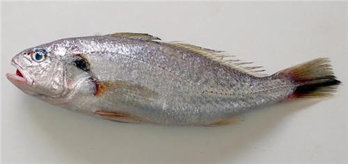 这几种鱼都很像大黄鱼，到底哪一种才是大黄鱼？