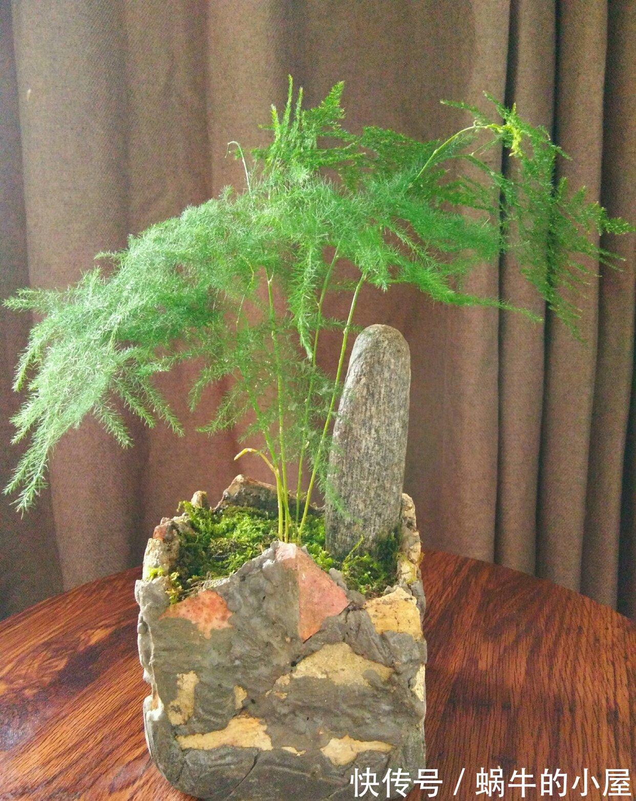 九月养文竹,给它做“三减法”,新枝新笋一起长,养成繁花小盆景