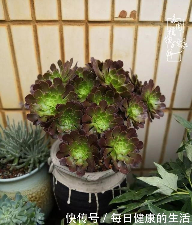 如何让多肉变美看看我是如何宠它们的!如何让多肉变美看看我是如何宠它们的!