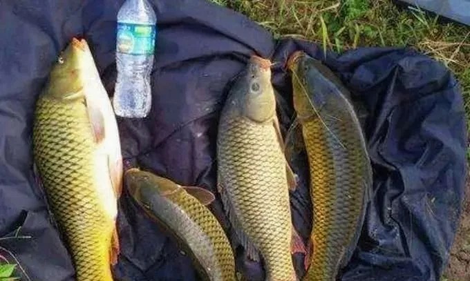 酒米|这诱饵我用了十五年,打窝不到半小时,鲫鲤鱼瞬间扎堆!