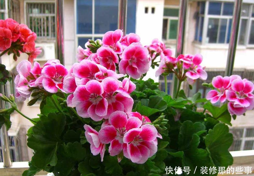 大花球|天竺葵扦插的几个“小妙招”,生根快,长得快,六十天开出大花球