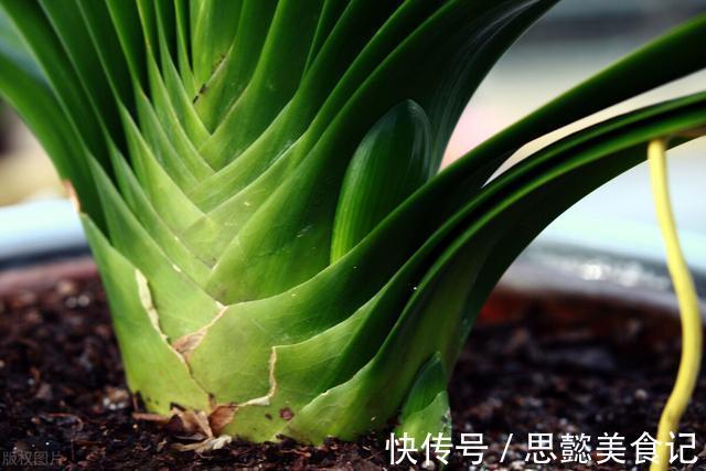 怎样让君子兰一年长出8片叶子?他的做法,值得我们学习