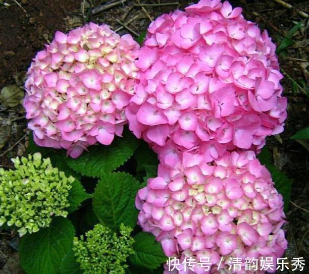 室内养花,盆栽首选懒人花,这4款适应性强、花期长、花量还大