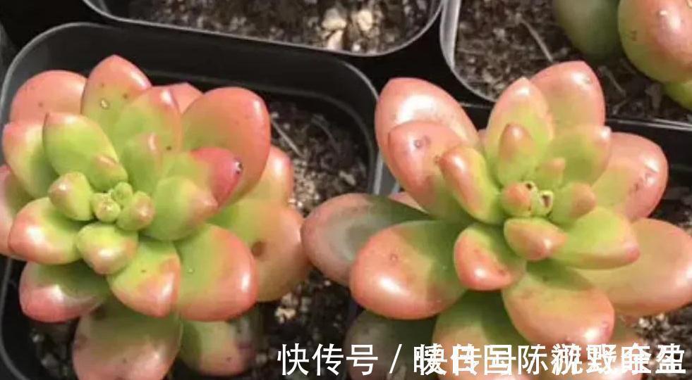 劳尔劳尔|4种多肉很惹人喜欢,简单养护,天冷出状态十分美丽