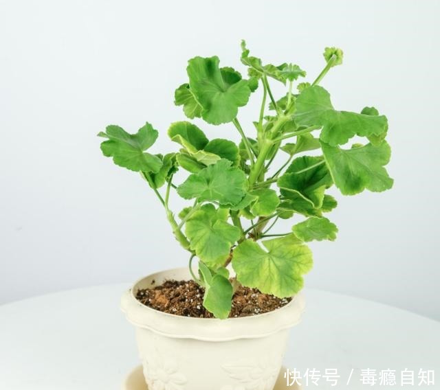 9月前后，这花必须剪一剪，不然明年没花看！