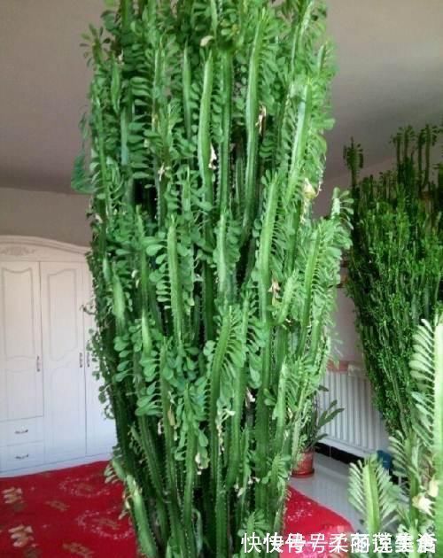 “招财”的2种花,客厅养1盆,养的越久越值钱,当传家宝都行