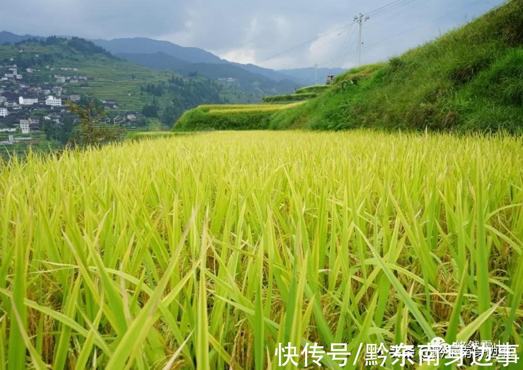 雷山|九月的雷山，怎么少得了梯田的点缀