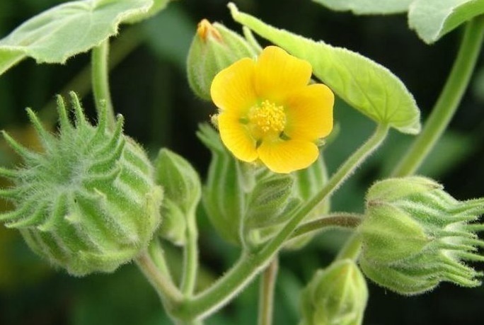 止咳化痰|田野间被当做杂草的野菜，止咳化痰、治疗关节疼痛，早知早健康！