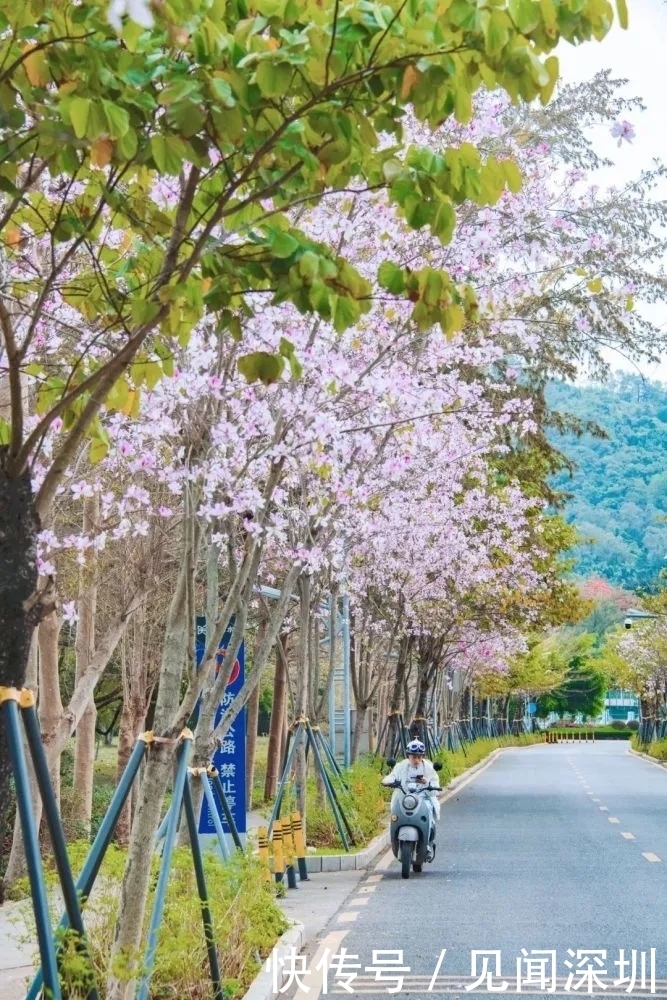 三月的深圳百花盛开，哪里是踏春赏花的好去处？答案都在这里了