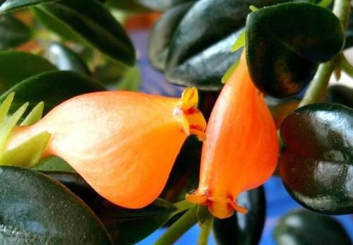 金鱼吊兰颜色越深越好吗？