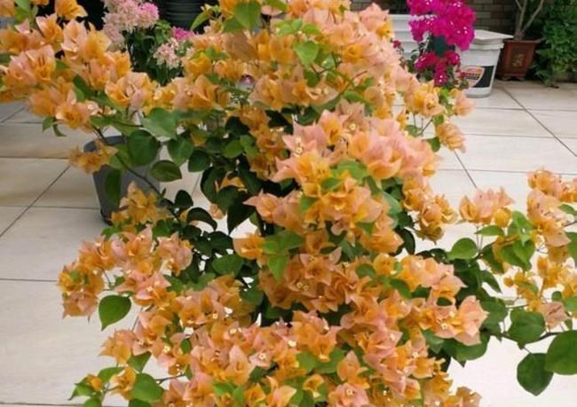 家有院子别浪费，几种花随便养，能从春天开到冬天