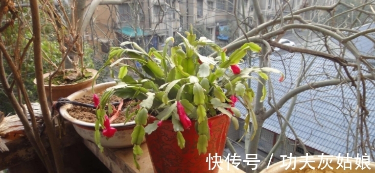 别发愁,养花不会施肥啦,用这3样有机肥,好用又不烧根