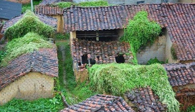 藤三七|房后一种野草,名为“藤三七”,请辨认好,当今146元一斤