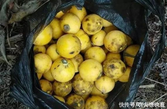 牙齿|形似山竹通体金黄，多吃牙齿会变黄，儿时用它下饭，如今很少人种