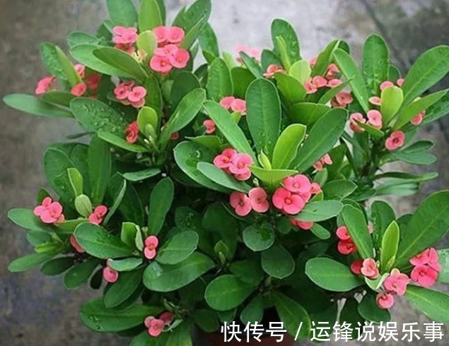 10种不能在室内养的花,家里有老人小孩的要注意!