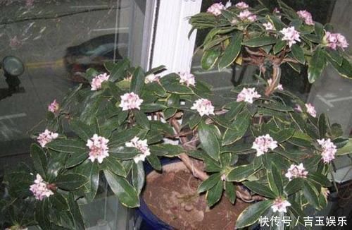 家里不通风、异味大,就养“3种花”,不仅有香味,还净化空气