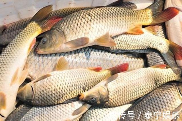 钓鱼打窝料还靠买不妨自己在家做，取材方便效果绝佳！