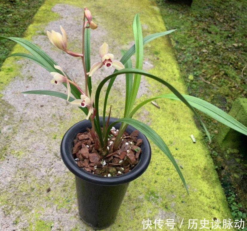 新手养兰花,牢记三句顺口溜,花开多姿又艳丽,非常漂亮