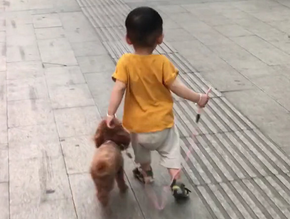 低估|“大智慧宝宝”遛狗火了,网友永远不要低估一个穿尿不湿的