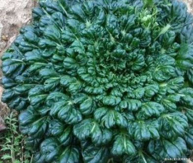 肌肤|人到中年想长寿，以下食物多吃点，排毒养颜，肌肤好了，不显老