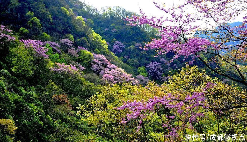 紫色花海迷人眼，赏花攻略已送达，只待君来