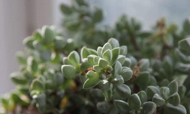 多肉|喜欢多肉试试这几款,好养易活颜值高,轻松开出美丽的花朵