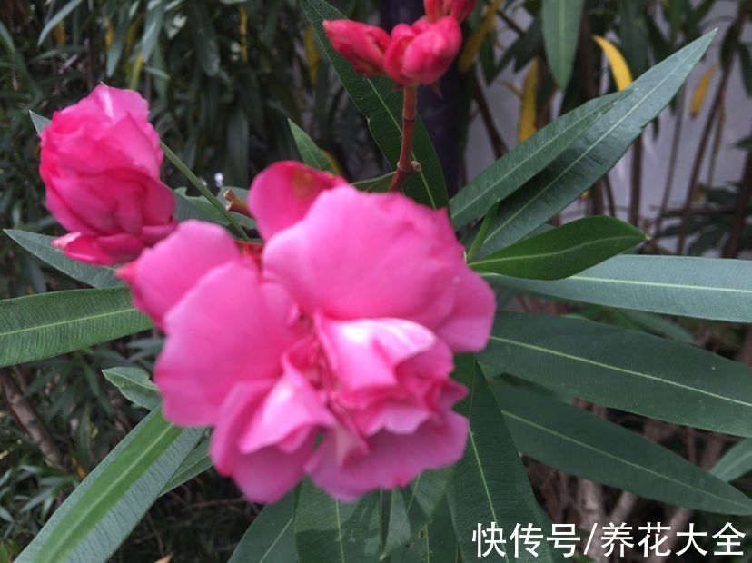 不能放在卧室养的6种花,时间越久对人身体伤害越大,抓紧搬出去