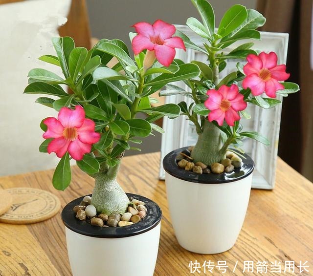 此花再贵,家中都要种2棵,号称“天下第一美”,一年花开230天!