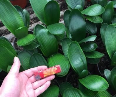 君子兰小苗这样养,叶多、翠绿肥厚,根系足,一年就能养开花