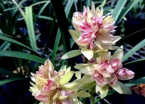  花苞|此兰花型奇特，花苞很多，花香浓郁，被誉为建兰三奇之首