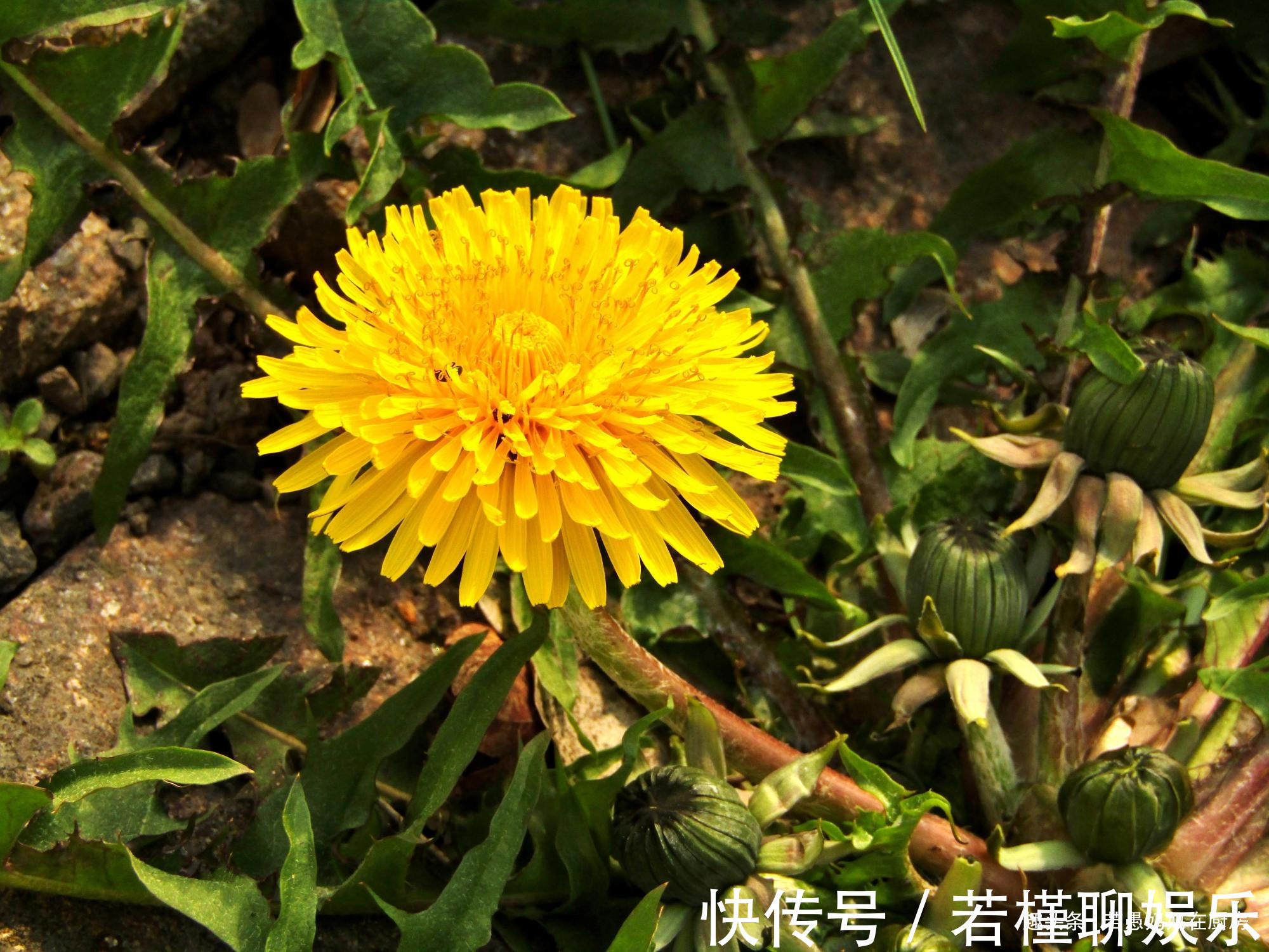 若愚|春季必吃的8种野菜,鲜嫩美味有营养,错过又得等一年