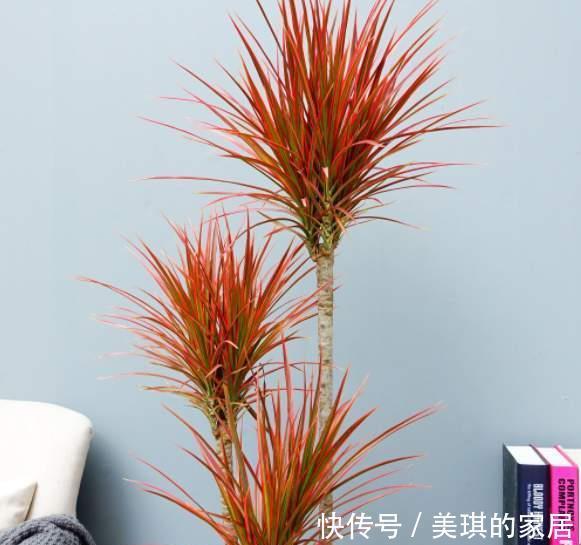 尼古丁|家里养这4种植物,被誉为“天然净化器”,“霸气”护宅