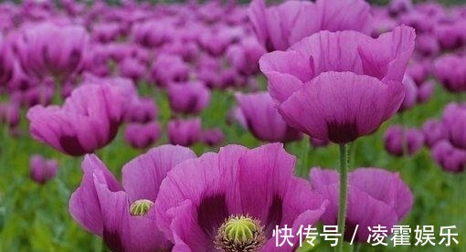 桃花|4天内，霞光漫天，百味人生，桃花相助，情意不变，重新生活