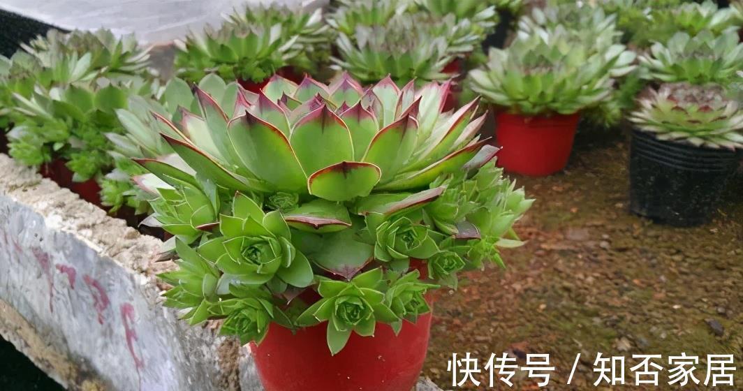 紧凑|4种漂亮多肉，夏天浇水懒一些，叶片紧凑像玫瑰，轻松度夏好养护
