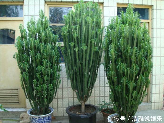 甲醛|这三种花,虽然”丑“,但却能“镇宅”,还能吸收甲醛,值得养!